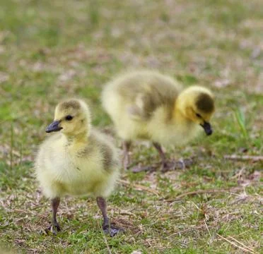 Isolated image with two cute chicks Stock Photos