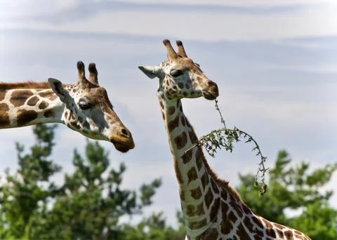 Isolated image of two cute giraffes eating leaves Stock Photos
