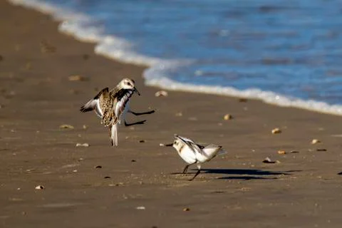 Isolated image of two semipalmated sandpipers (Calidris pusilla) fighting Stock Photos