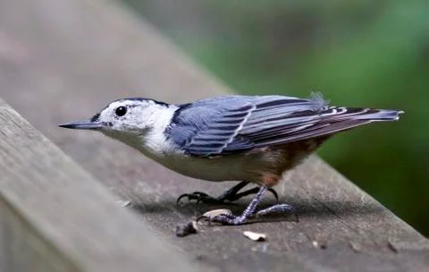 Isolated image of a white-breasted nuthatch bird Stock Photos
