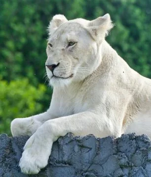 Isolated image of a white lion looking aside Stock Photos