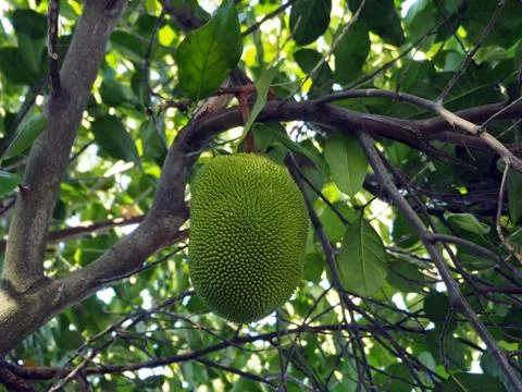 Isolated Jackfruit on the tree Foto stock