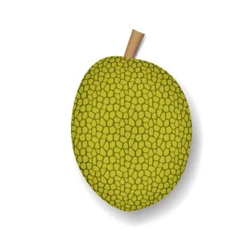 Isolated jackfruit on white, realistic vector Stock Illustration