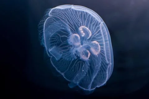 Isolated Jelly Stock Photos
