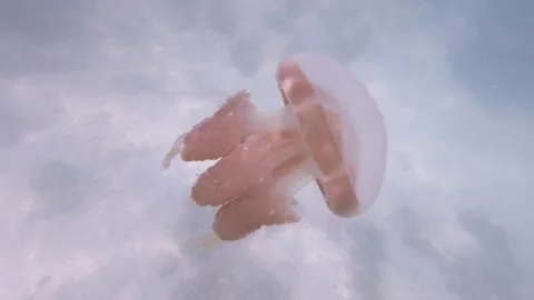 Isolated jellyfish close up Stock Footage 148377919