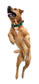 Isolated jumping dog Stock Photos