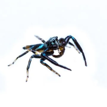 Isolated jumping spider and prey Stock Photos