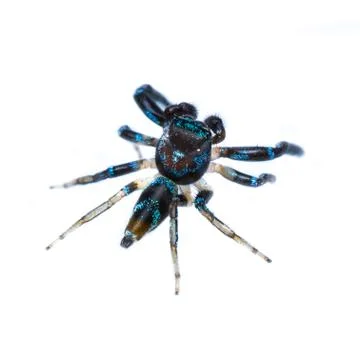 Isolated jumping spider Stock-Fotos