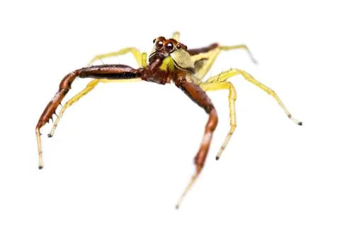 Isolated jumping spider Stock Photos