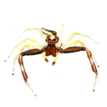 Isolated jumping spider Stock Photos