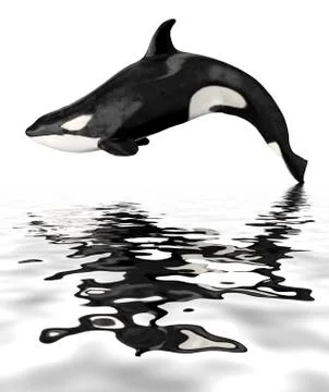 Isolated killer whale with reflection Stock Photos