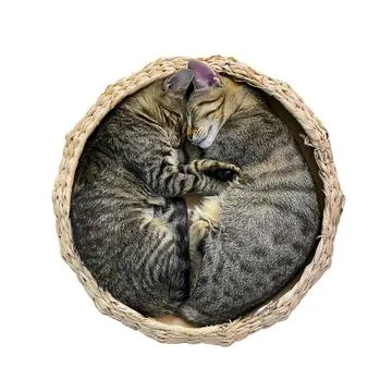 Isolated kitten bed 库存照片