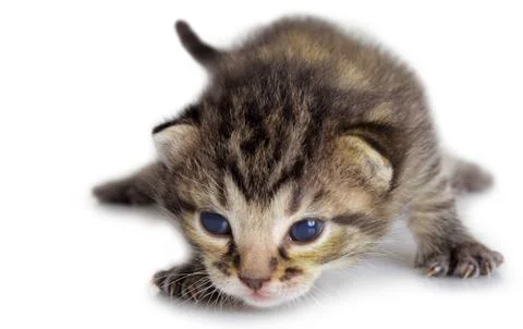 Isolated kitten Фото
