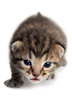Isolated kitten Foto stock