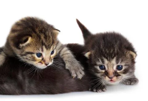 Isolated kitten Foto stock