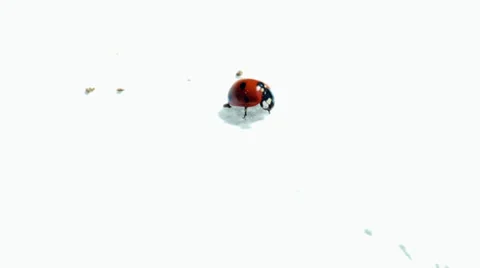 Isolated ladybug Stock Footage 38375101