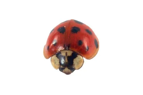 Isolated ladybug on white Stock Photos