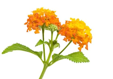 Isolated lantana flower blossoms Stock Photos