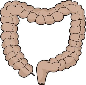 Isolated large intestine Stock Illustration