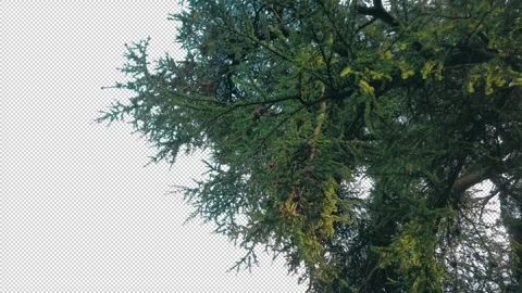Isolated Large Pine Tree In Breeze Pre-Keyed With Alpha Channel Stock Footage 331999962