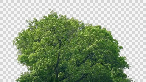 Isolated Large Tree In Breeze With Alpha Channel Stock Footage 305804552