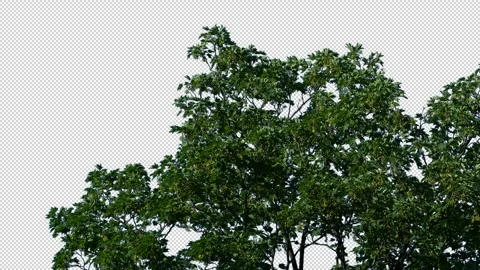 Isolated Large Tree In Breeze - Pre-Keyed With Alpha Channel Stock Footage 296853066