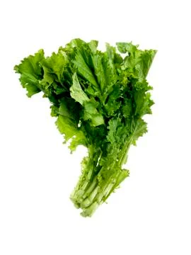 Isolated lattuce salad Stock Photos
