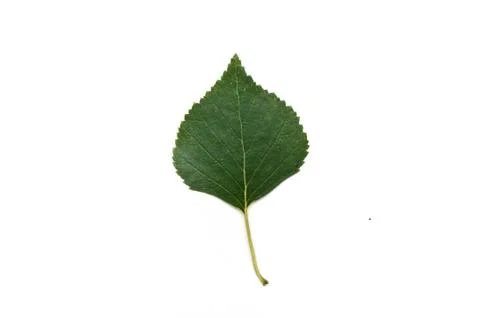 Isolated leaf of birch Foto stock