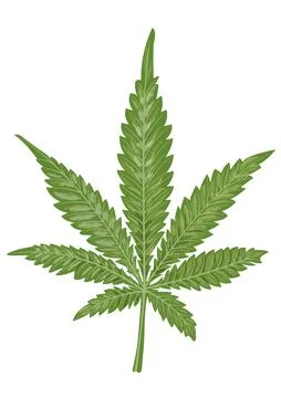 Isolated leaf of cannabis on a white background. Marijuana as a medicine Stock Illustration