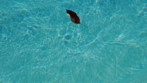 Isolated leaf floats on pool water. Slow motion video. 스톡 동영상 245067855