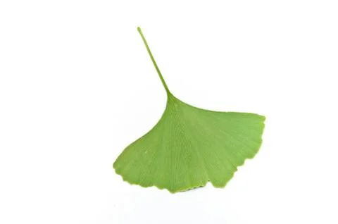 Isolated leaf of  gingko biloba Foto stock
