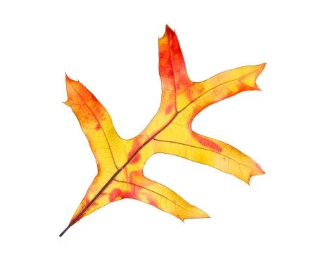 Isolated leaf Stock Photos