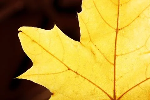 Isolated leaf Stock Photos