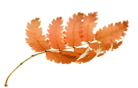 Isolated leaf Stock Photos