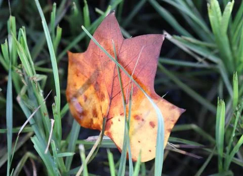 Isolated Leaf Stock Photos