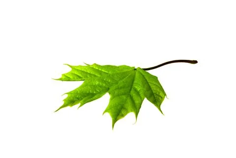 Isolated Leaf. Single maple Leaf close up. Isolated on white background. Design Foto stock