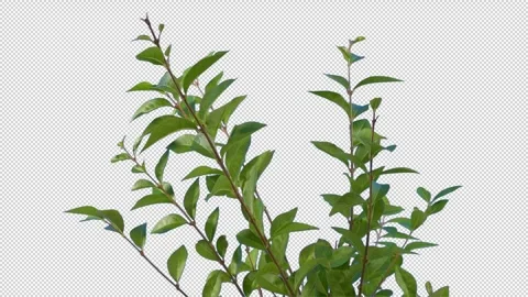 Isolated Leafy Branches In Breeze Pre-Keyed With Alpha Channel Stock Footage 331449448