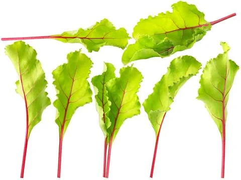 Isolated leaves. Collection of various beetroot tree leaves isolated on white Stock Photos