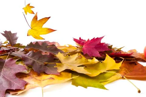 Isolated leaves Foto stock