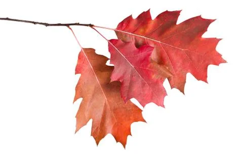 Isolated leaves Stock Photos