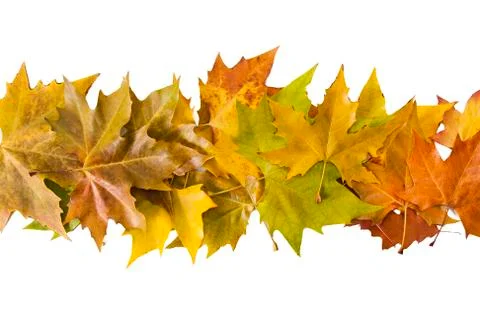 Isolated leaves Stock-Fotos