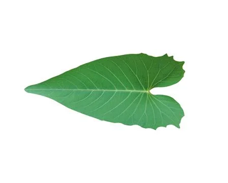 Isolated leaves on a white background For textures or other design illustrati Stock Illustration