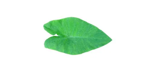 Isolated leaves on a white background For textures or other design illustrati Stock Illustration