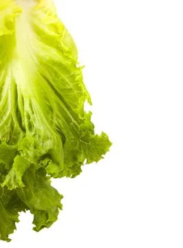 Isolated left standing lettuce leaf Stock Photos