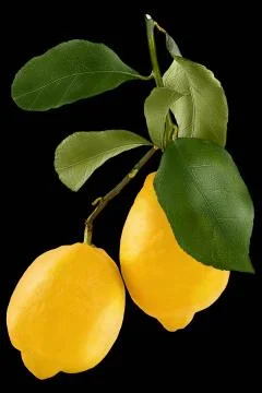 Isolated lemon. Whole two fresh lemon isolated on white background with cli.. Stock Photos