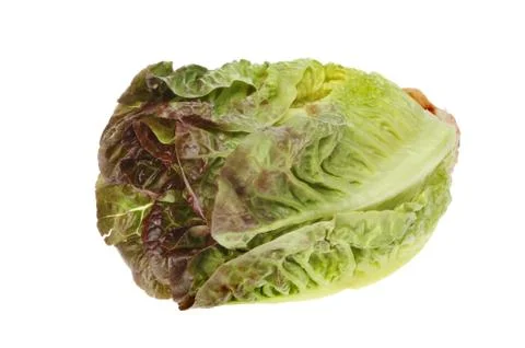 Isolated lettuce Stock Photos