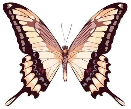 Isolated Light Butterfly Stock Illustration
