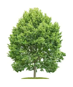 Isolated lime tree on a white background Stock Photos