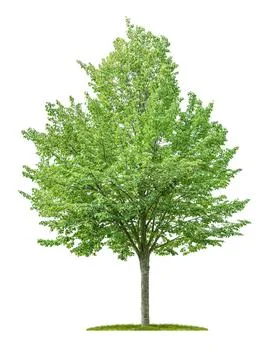 Isolated lime tree on a white background 库存照片