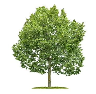 Isolated lime tree on a white background 库存照片